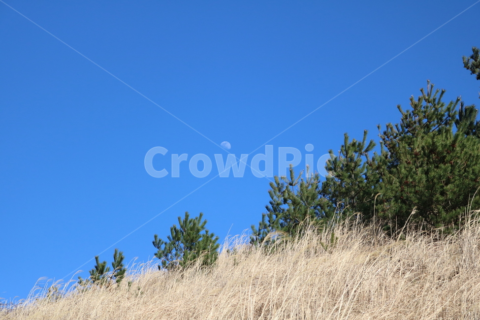 plant,식물,tree,나무,grass,잔디,sky,하늘,blue,파랑