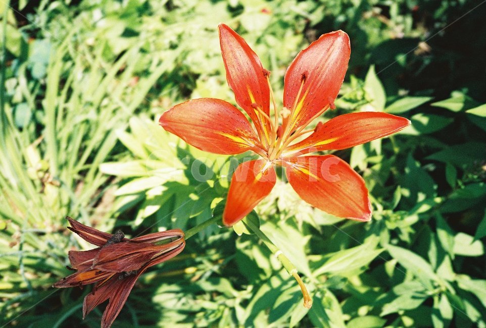 꽃,들꽃,야생꽃,flower,자연,식물,식물,자연,plants,nature,꽃,flower