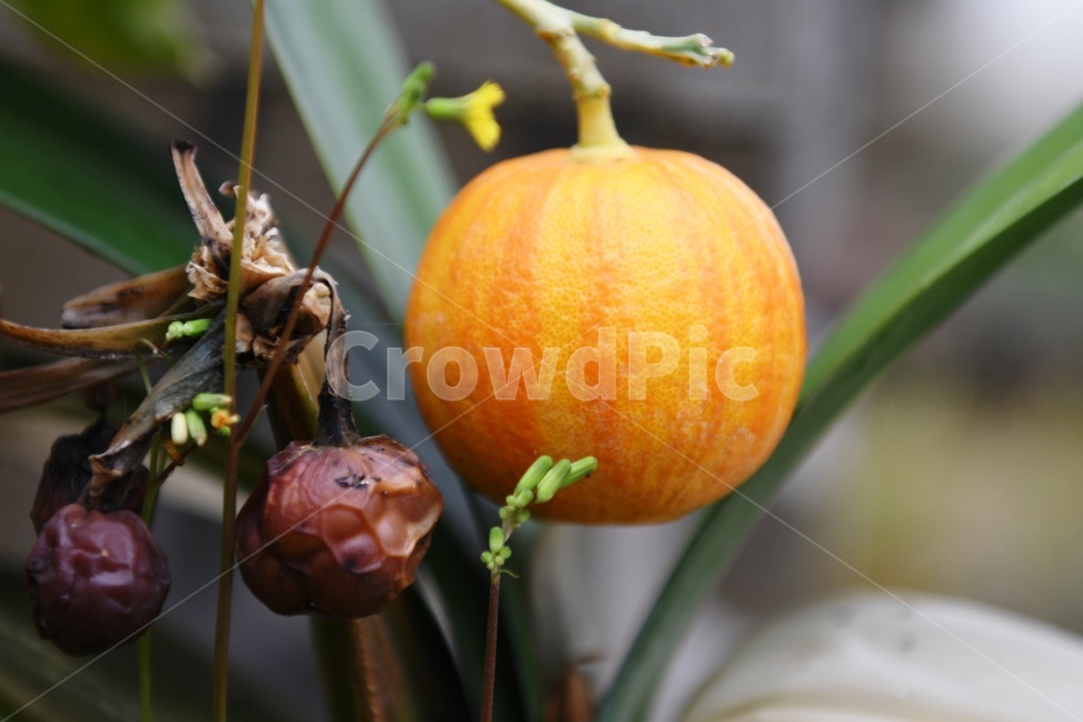 식물,꽃,감성사진,자연,flower,꽃사진,봄,봄꽃,계절,감성,4월,spring,힐링,자연풍경,풍경,식물,자연,plants,nature,과일,열매,fruit