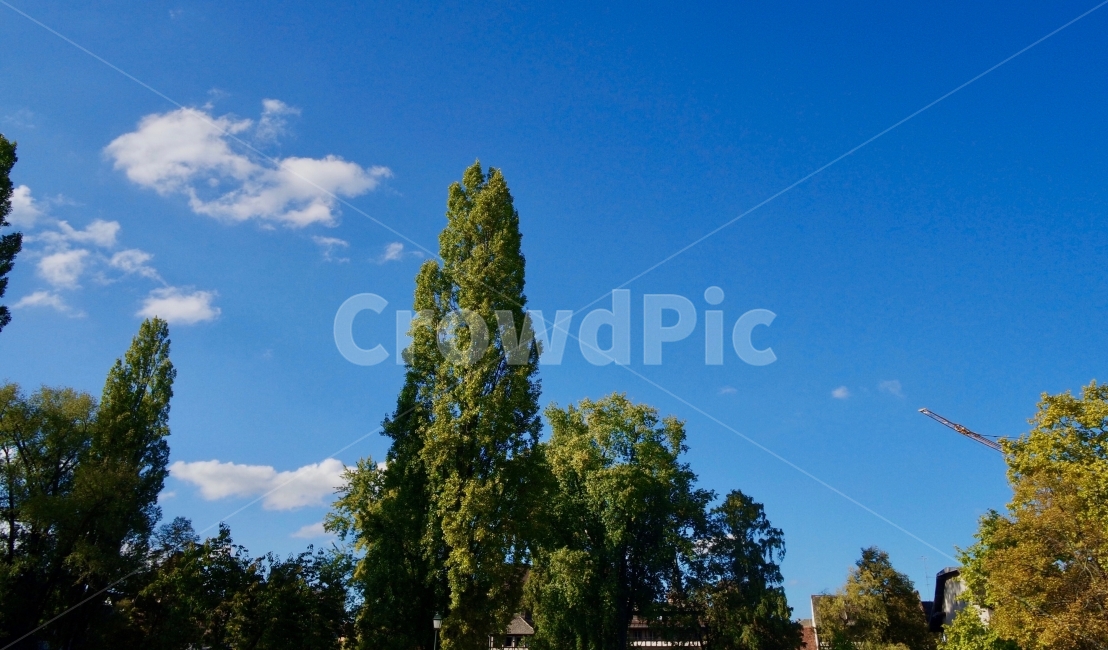 자연,하늘,풍경,구름,맑은날,여행,프랑스,nature,sky,scenery,cloud,sunnyday,travel,france,자연,풍경,nature,landscape,plant,식물,tree,나무,fir,전나무