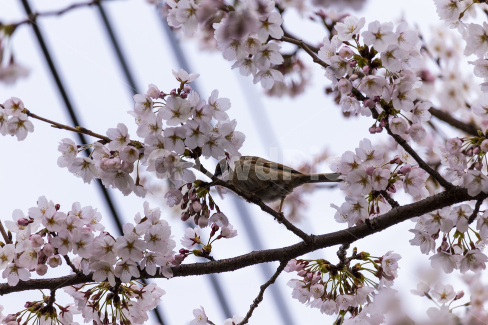 벚꽃,벚나무,cherryblossoms,봄꽃,벚나무꽃,흰꽃,식물,자연,plants,nature,꽃,flower
