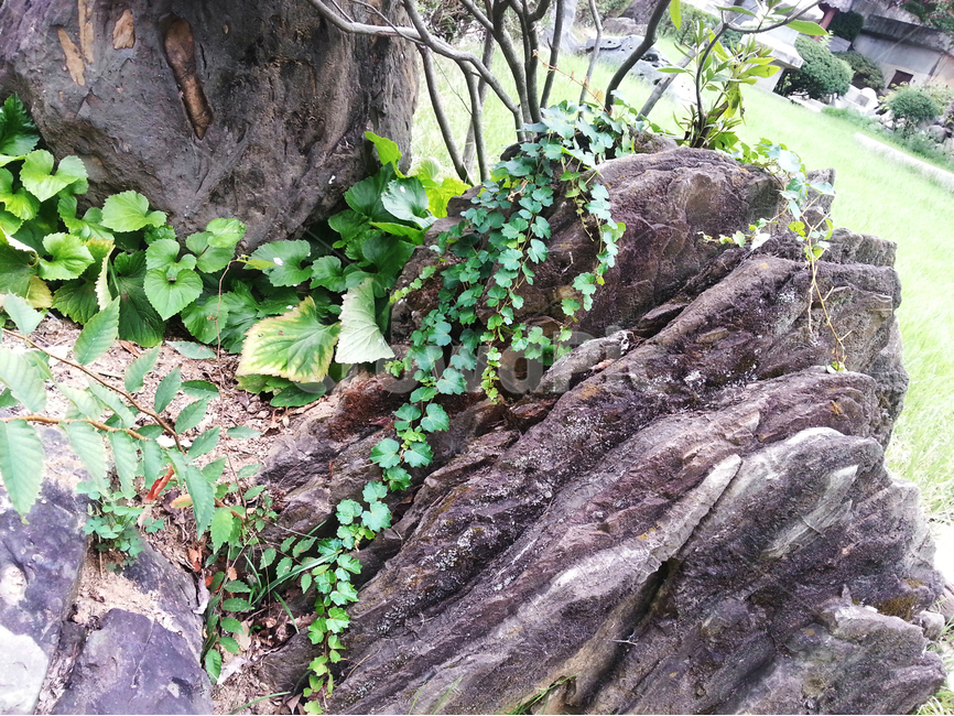 식물,바위,담쟁이,plant,rock,ivy,식물,자연,plants,nature