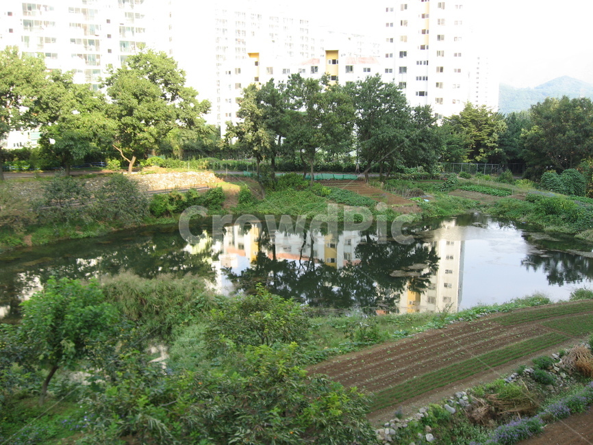nature,자연,water,물,outdoors,옥외,밭,나무,식물,연못,못