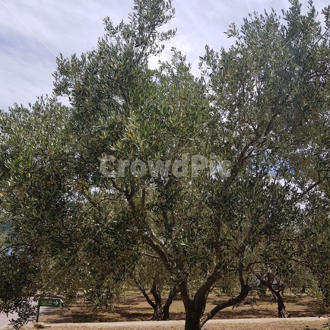 식물,나무,올리브나무,올리브,식물생장,트리,잎,나무,trees,wood