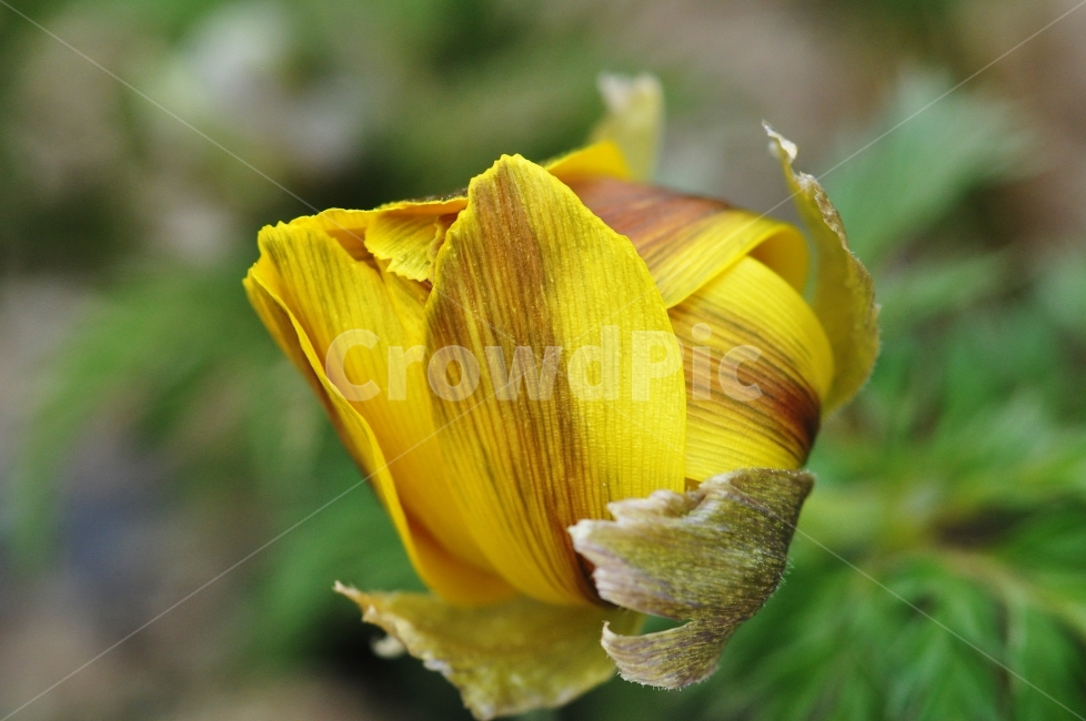 복수초,봄꽃,노란꽃,봄,계절,식물,자연,plants,nature,꽃,flower