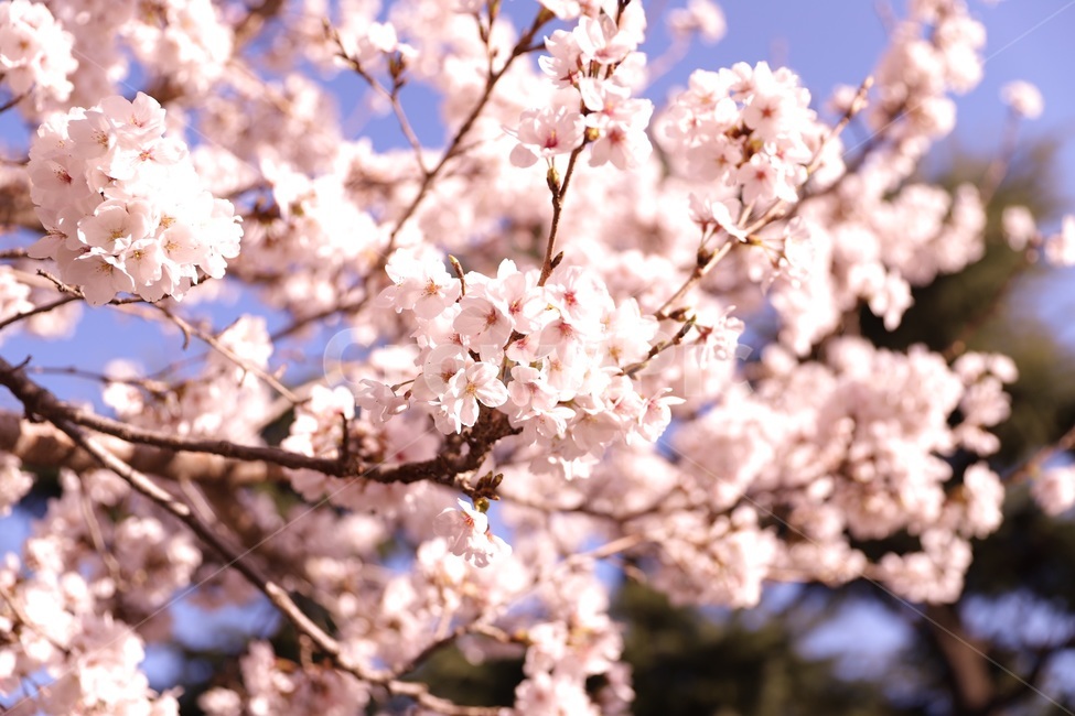 벚꽃,봄,벚꽃놀이,꽃구경,벚꽃축제,벚꽃엔딩,벚꽃개화,봄축제,봄,계절,spring,season,식물,자연,plants,nature,꽃,flower,plant,blossom
