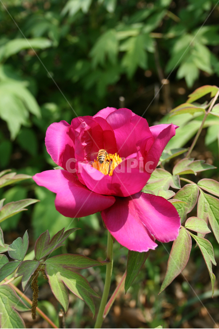 식물,flower,꽃,모란,붉은꽃,벌,식물,자연,plants,nature,꽃,flower,동물,animal,곤충,벌레,insect,bug