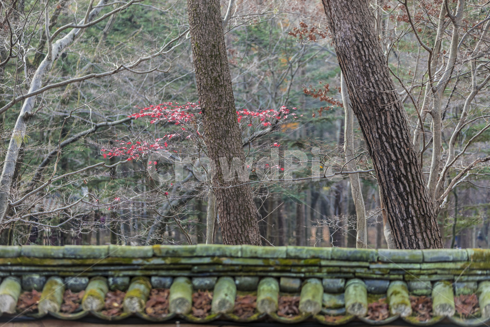 기와,기와담장,담벼락,기와이끼,전통담,자연,풍경,nature,landscape,한국자연풍경,한국자연경관,korea nature landscape,plant,식물,tree,나무,tree trunk,나무 줄기