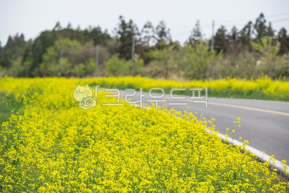 제주도,유채꽃,꽃,노란색,봄,개화,하늘,가로수,나무,식물,도로,포장도로,계절,field,들,outdoors,옥외,nature,자연,목초지,grassland,봄,계절,spring,season