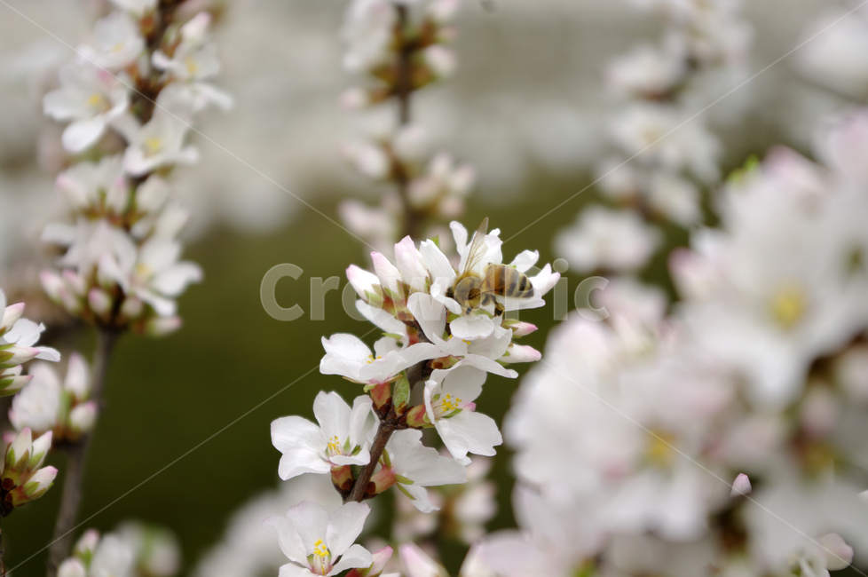앵두꽃,꽃,flower,식물,plant,식물,자연,plants,nature,꽃,flower