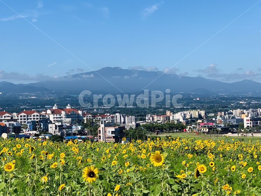 자연,풍경,국화과,경치,식물,flower,꽃,blossom,nature,함덕,제주,서우봉,한라산,구름,제주풍경