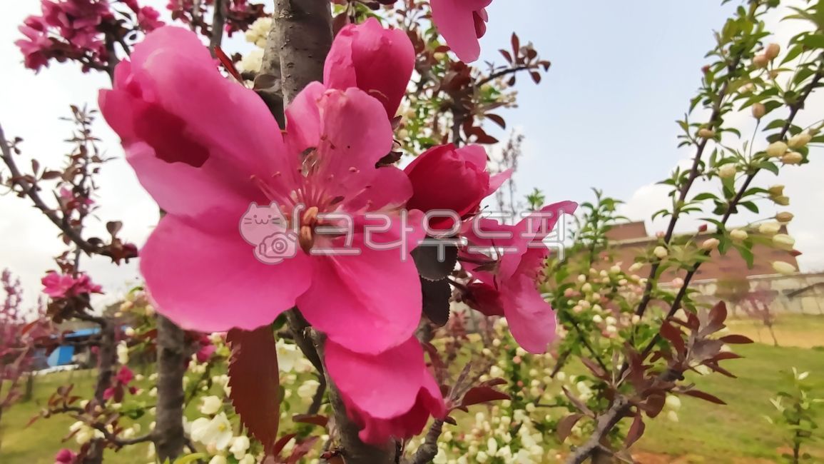 꽃사과,꽃사과나무,사과꽃,malusprunifolia,벚잎꽃사과,돌사과,plant,식물,blossom,flower,꽃,petal,꽃잎