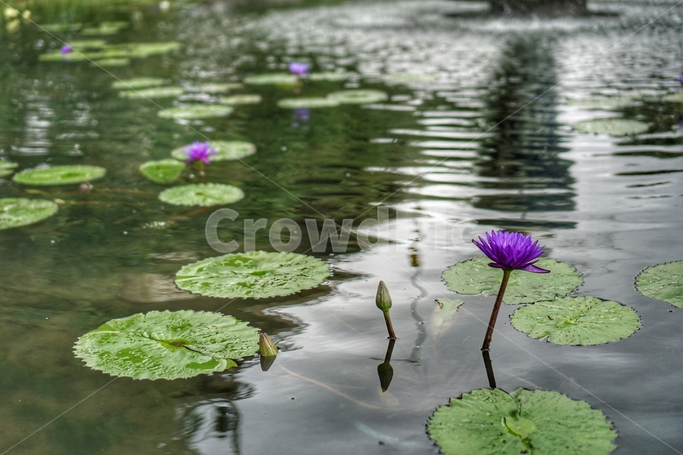 수련,꽃,연못,봄,여름,식물,초록이,정원,waterlily,flower,plant,blossom,보라꽃