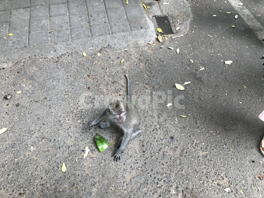원숭이,수박,수박먹는원숭이,애기원숭이,원숭이꼬리