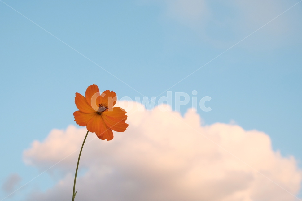 하늘,꽃,들꽃,야생화,코스모스,가을꽃,구름,가을,계절,fall,autumn,season,식물,자연,plants,nature,꽃,flower,plant