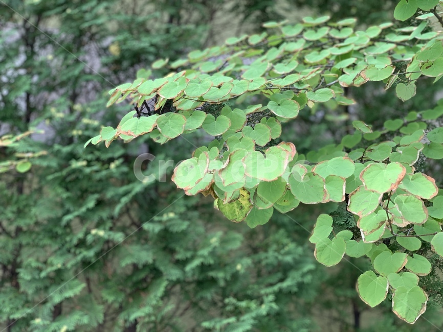 leaf,잎,식물,plant,nature,자연,tree,나무,여름,푸릇