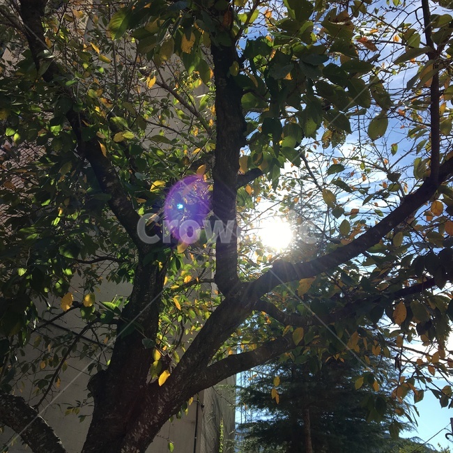 나무,햇살,태양,하늘,tree,sunlight,식물,자연,plants,nature,나무,trees,wood