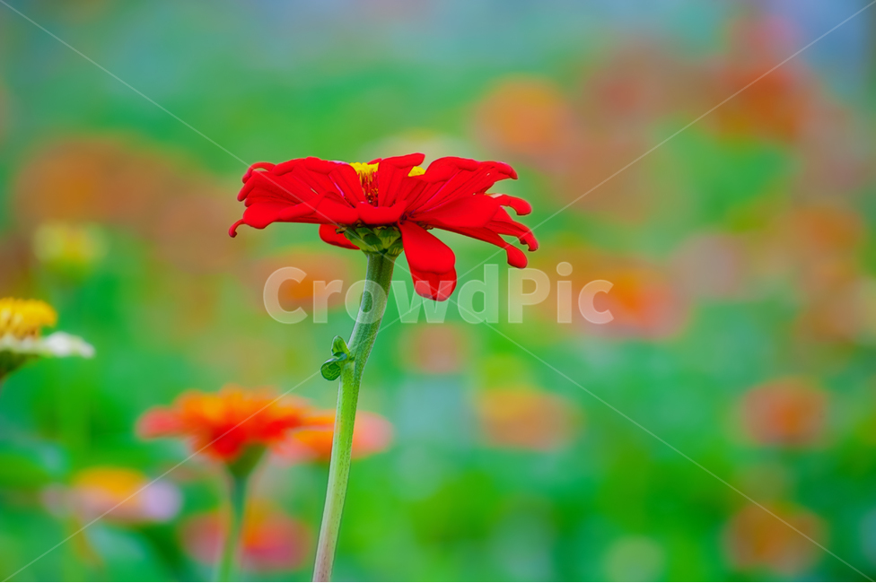 꽃,붉은색,봄,야생화,아름다움,식물,자연,plants,nature,꽃,flower