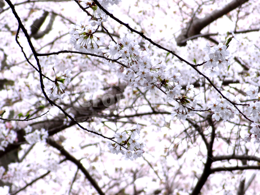 벚꽃,봄,꽃,봄꽃,개화,spring,flower,cherry,blossom,백색,감성,식물,자연,plants,nature,꽃,flower