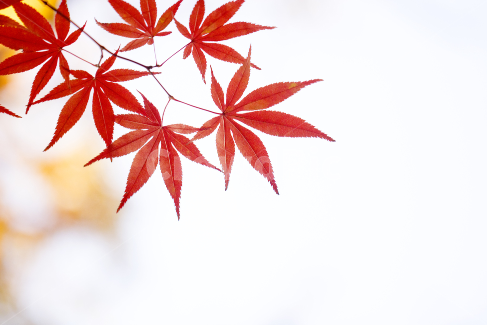 보케,가을,나들이,풍경,단풍,계절,배경,백그라운드,다울,나뭇잎,잎,가을,계절,fall,autumn,season,식물,자연,plants,nature,leaf,plant,tree,나무
