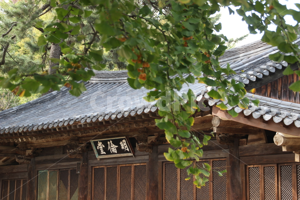 명륜당,전주한옥마을,전주향교,향교,가을,은행나무,은행,plant,ginkgotree,ginkgo,한국전통,한국문화,korean traditional,korean culture,건축물,건물외관,exterior,building,structure,architecture,construction