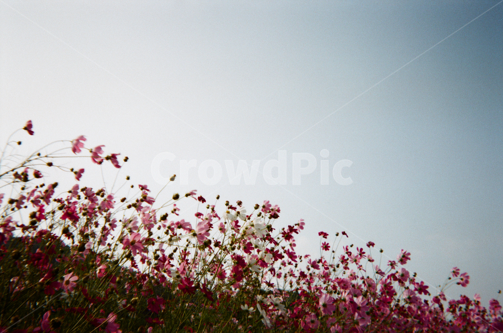 코스모스,필름,film,감성사진,가을,식물,자연,plants,nature,꽃,flower