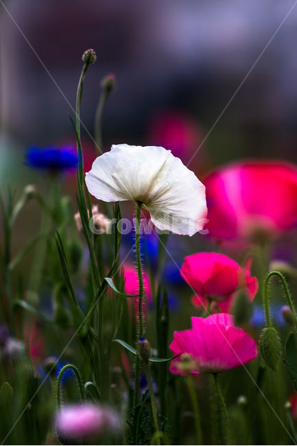 꽃양귀비,양귀비꽃,꽃,들꽃,야생화,식물,자연,flower,식물,자연,plants,nature,꽃,flower