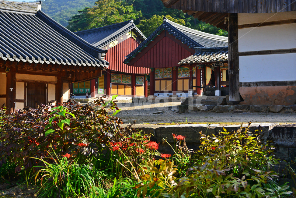 nature,자연,outdoors,옥외,plant,식물,tree,나무,경치,경관,풍경,영광,불갑사,꽃무릇,상사화축제,축제,아침,안경,빛,사찰,절