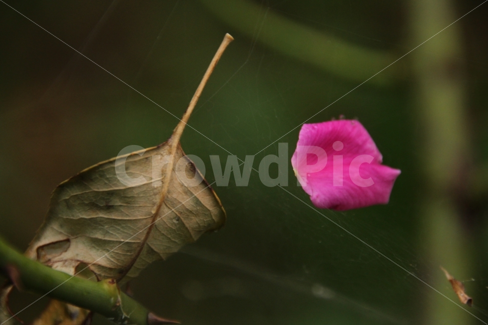 인천,늘솔길공원,잎사귀,거미줄,꽃잎1장,식물,자연,plants,nature