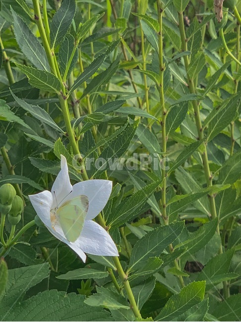 나팔꽃,꽃,나비,하얀꽃,자연