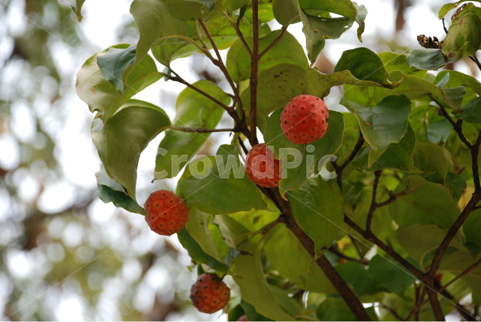 산딸나무,빨간열매,여름,자연,나무,식물,자연,plants,nature,과일,열매,fruit