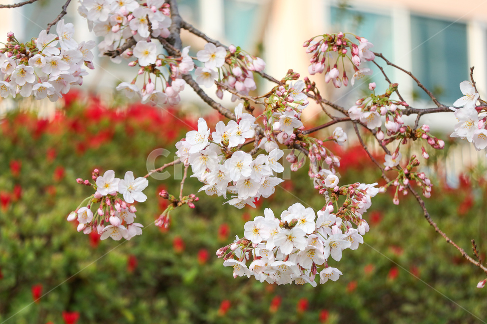꽃,flower,blossom,plant,식물,cherryblossom,벚꽃,봄,계절,spring,season