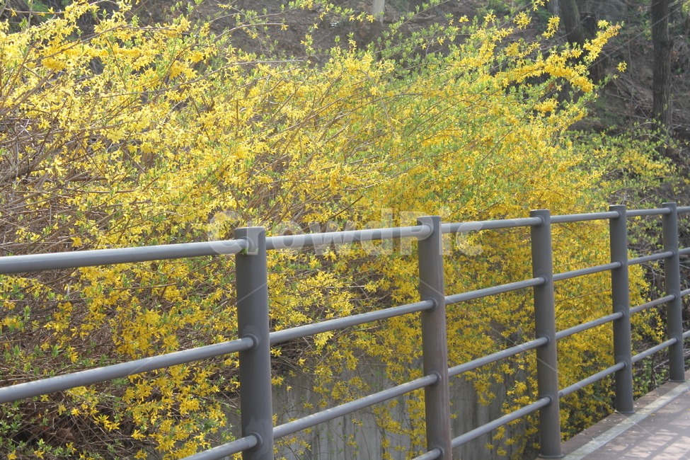 자연,식물,풍경,꽃,봄풍경,아름다움,식물,자연,plants,nature,꽃,flower
