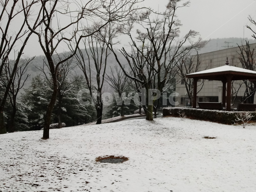 눈,설경,나무,나무가지,snow,하얀눈,자연,옥외,nature,winter,겨울,겨울,계절,winter,season