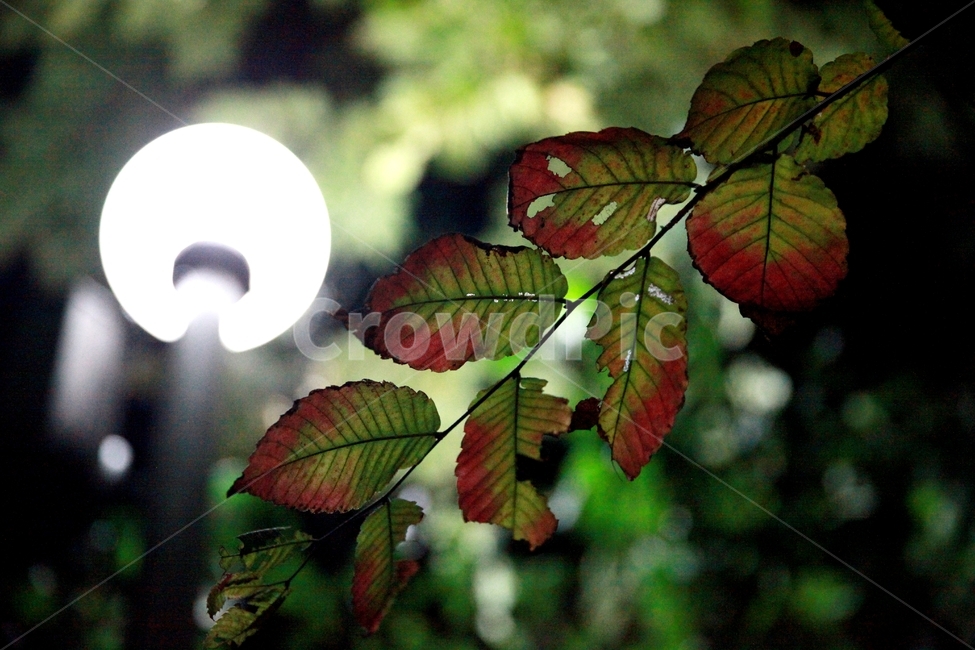 가로등,나뭇잎,밤,나무,잎,고요,식물,자연,plants,nature