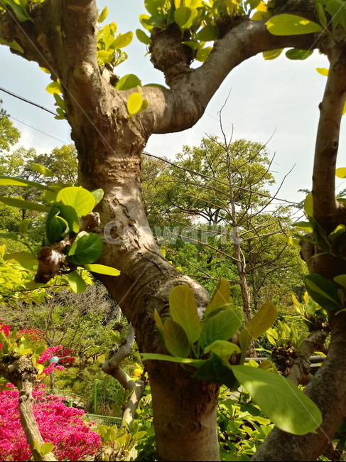 후박나무,꽃,식물,자연,적박,천박,중피,상록활엽교목,녹나무과,관상용,공업용,약용