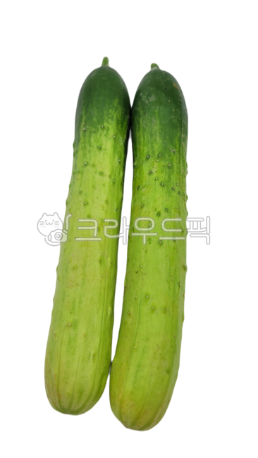 오이,cucumber,채소,vegetable,신선한,fresh,싱싱,푸드,음식,food,녹색오이,녹색채소,녹색,green,다대기,다대기오이