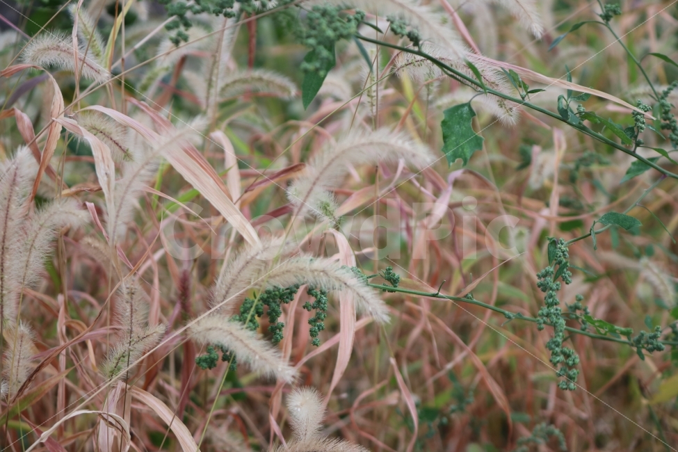 강아지풀,식물,꽃,풍경,자연,식물,자연,plants,nature