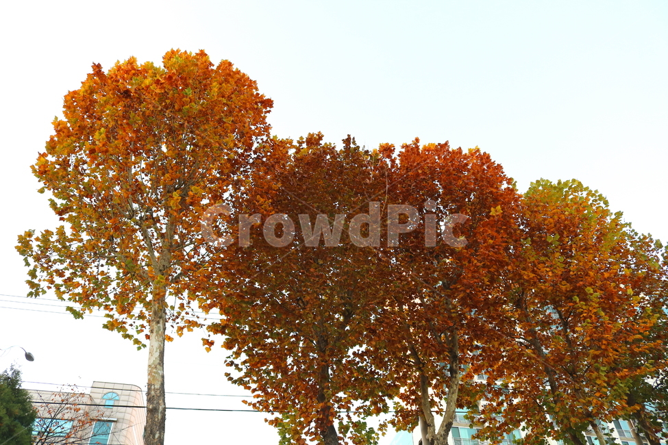 나무,단풍,단풍나무,자연,가을,나뭇잎,식물,가을,계절,fall,autumn,season,식물,자연,plants,nature,나무,trees,wood,tree,plant,tree trunk,나무 줄기