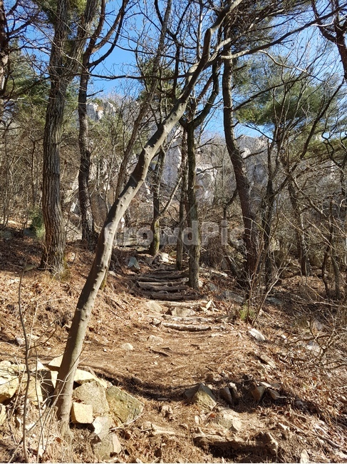 나무,식물,자연,tree,trees,plant,오솔길,등산로,trail
