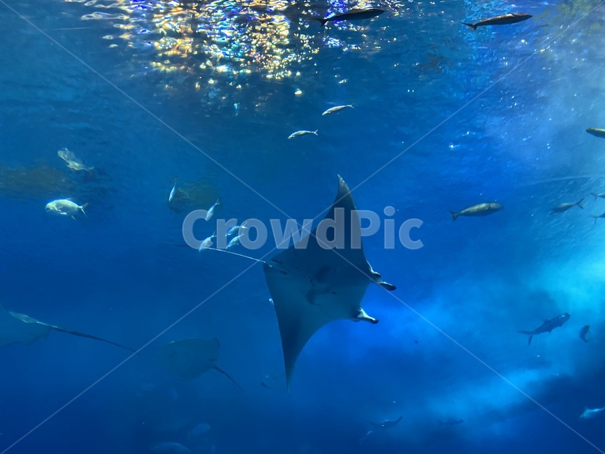sealife,animal,water,물,동물,해양생물,fish,mantaray,만타레이,물고기,sea,ocean