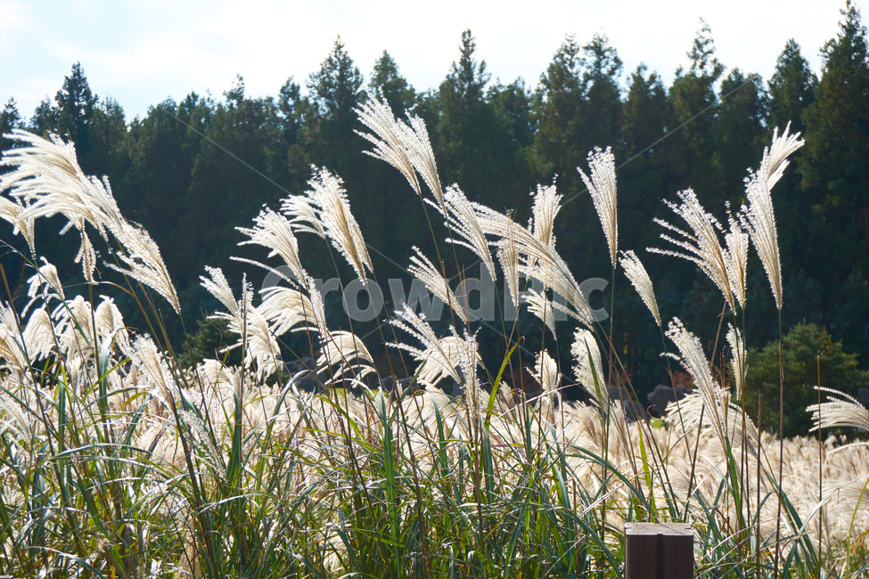갈대,산굼부리,나무,구름,울타리,가을,계절,fall,autumn,season,자연,풍경,nature,landscape,plant,식물,grass,잔디,lawn