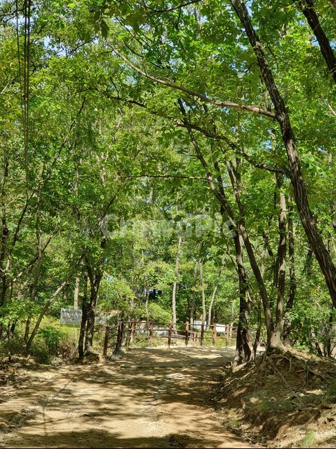 자연,나무,숲,오르막,등산길,자연,풍경,nature,landscape,vegetation,초목,plant,식물,tree,woodland,삼림지,forest,outdoors,옥외,land,땅,grove,작은 숲