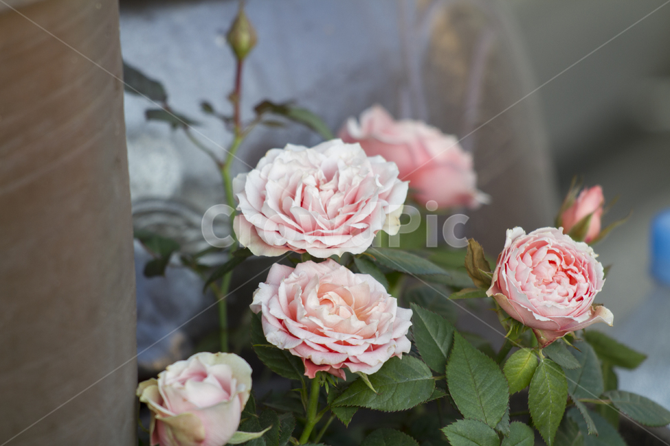 배경,꽃,장미,프레드릭미스트랄,화분,야외,식물,잎,초록색,분홍색,줄기,장독대,꽃사진,근접촬영,봄,여름,가을Spring,Background,flowers,rose,plant,outdoor,leaf,green,pink,stem,longpole,flowerpicture,closeuppicture,FredericMistral,식물,자연,plants,nature,꽃,flower,실내용화초,화분,화초,house plant,인테리어,실내디자인,interior design