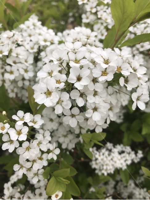 blossom,꽃,flower,흰꽃,whiteflowers,nature,beauty,floral,flora,꽃잎,식물,자연,plants,nature,꽃,flower
