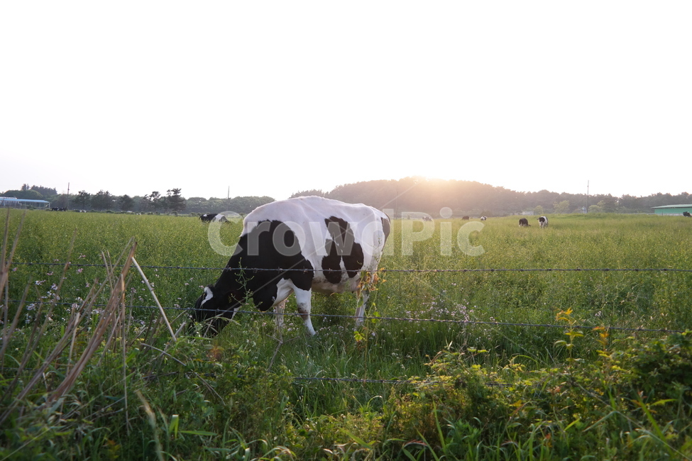 cow,소,제주도,방목,목장,산,해,햇빛,일몰,젖소,우유,무늬,줄무늬,음메,가로,풍경,배경,cattle,가축,동물,animal,mammal,포유류,들,field,옥외,outdoors,grassland,목초지,nature,자연