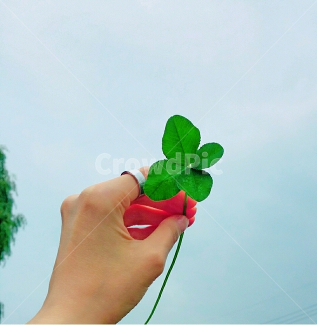human,인간,person,사람,plant,leaf,잎,행운,나뭇잎,네잎크로버,네잎크로바,야외,하늘,식물,나무,자연