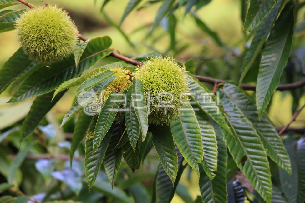 chestnut leaf fruiting,chestnuttree,thorns,September,fruit,snack,tree fruit,chestnut fruit,raw chestnuts,fall,leaves,autumn fruits,grain,chestnuts,Mountain chestnuts,green,early fall,chestnut tree,nature,tree,health,Chestnuts,leaf,chestnut,food,fresh ches