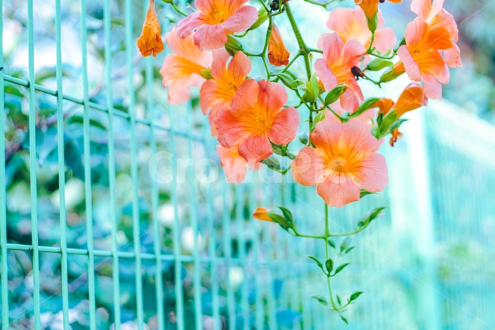 능소화,꽃,여름,flower,자연,식물,자연,plants,nature,꽃,flower,감성,sensible,feeling,색깔,색상,색채,색감,color sense,color sensitivity,feeling of color
