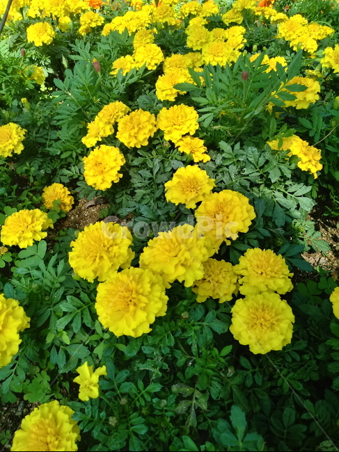 금잔화,금송화,金松花,옥동동화,성주화,당금잔,식물,꽃,plant,flower,potmarigold,관상용,한해살이풀,식물,자연,plants,nature,꽃,flower